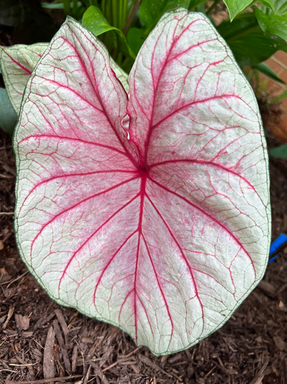 Summer Breeze Caladium (2 Bulbs) ** Preorder for Spring 2024 ** - Blue Buddha Farm