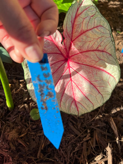 Summer Breeze Caladium (2 Bulbs) ** Preorder for Spring 2024 ** - Blue Buddha Farm