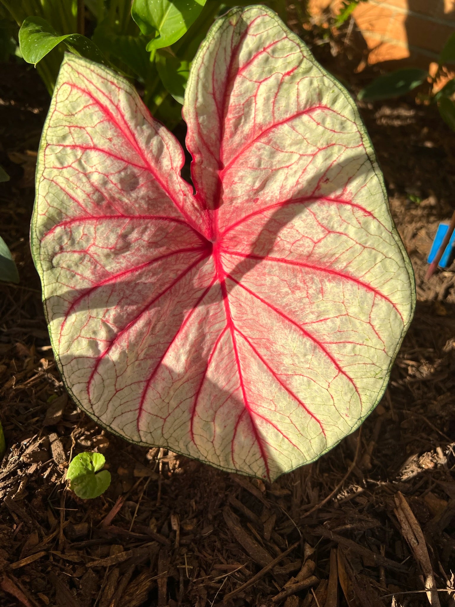 Summer Breeze Caladium (2 Bulbs) ** Preorder for Spring 2024 ** - Blue Buddha Farm