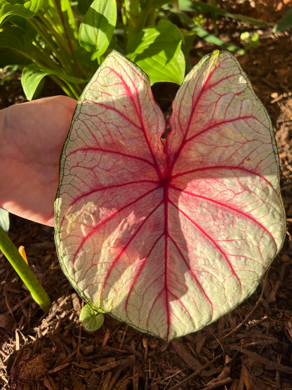 Summer Breeze Caladium (2 Bulbs) ** Preorder for Spring 2024 ** - Blue Buddha Farm