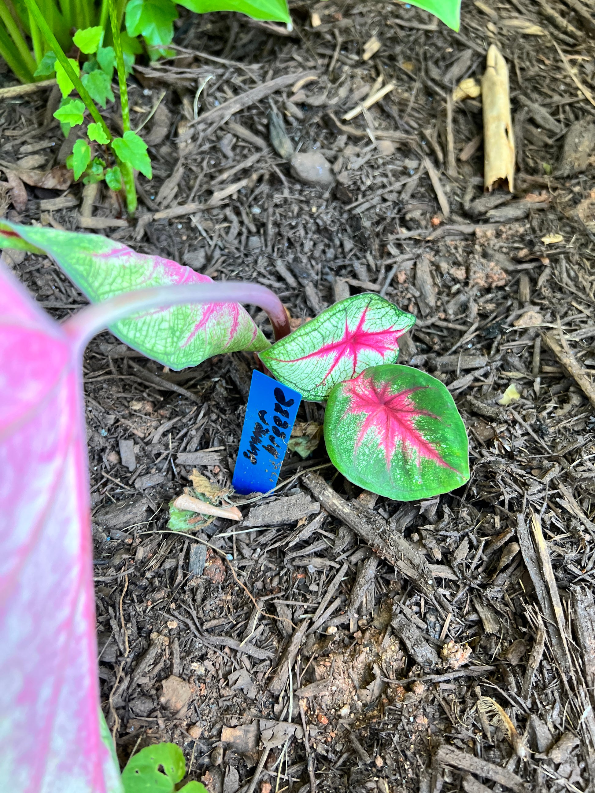 Summer Breeze Caladium (2 Bulbs) ** Preorder for Spring 2024 ** - Blue Buddha Farm