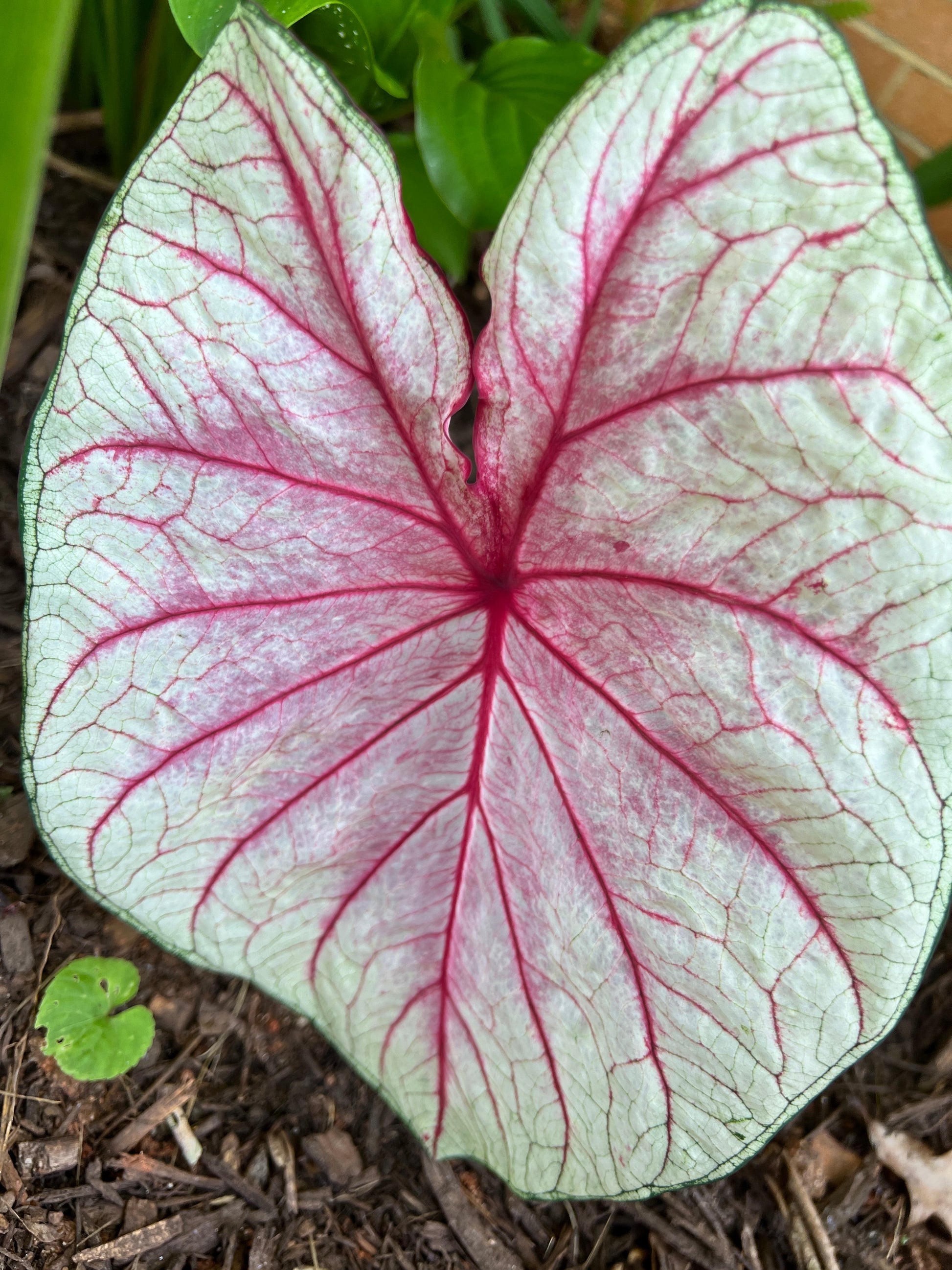 Summer Breeze Caladium (2 Bulbs) ** Preorder for Spring 2024 ** - Blue Buddha Farm