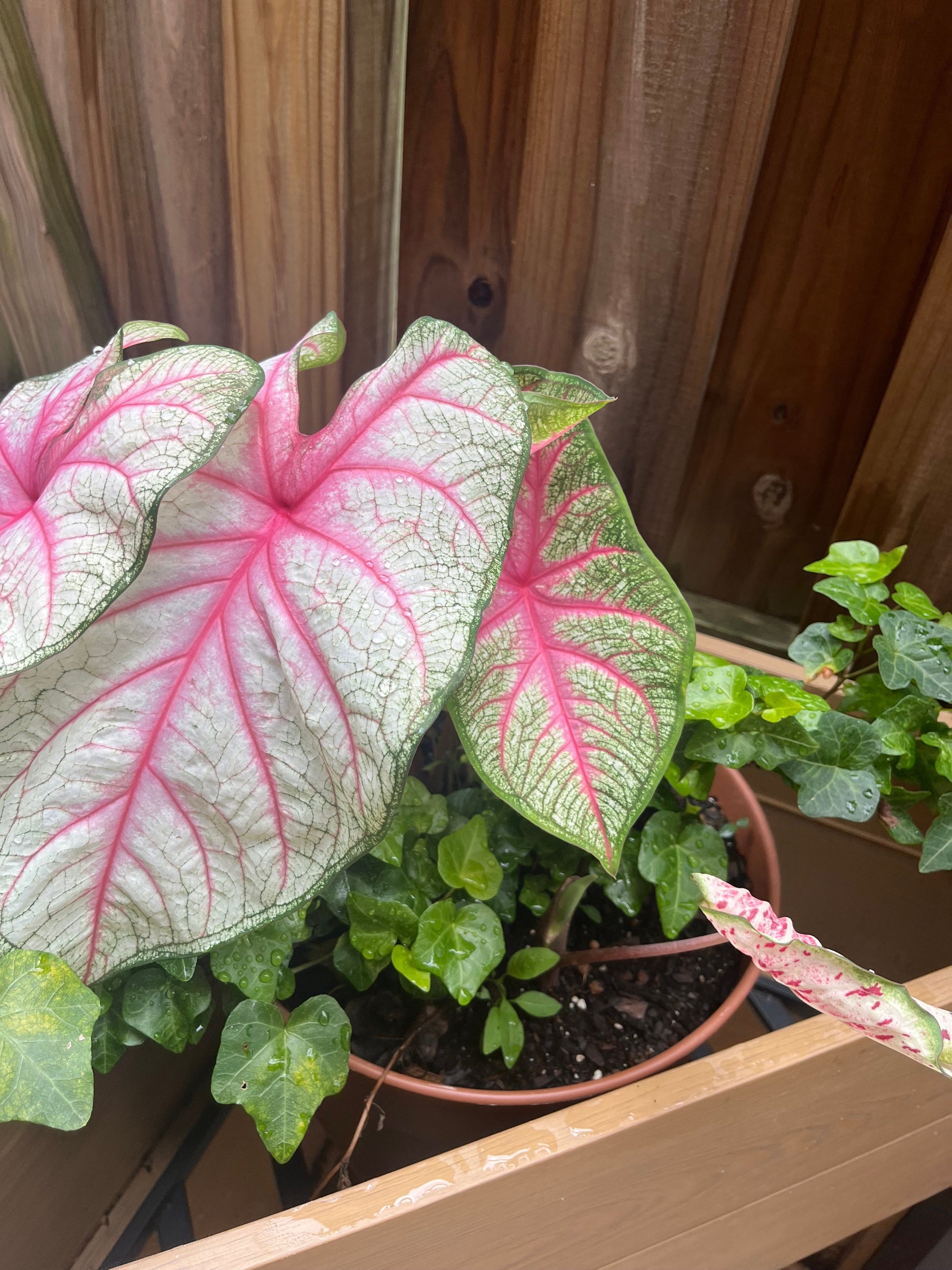 Summer Breeze Caladium (2 Bulbs) ** Preorder for Spring 2024 ** - Blue Buddha Farm