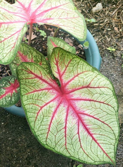 Summer Breeze Caladium (2 Bulbs) ** Preorder for Spring 2024 ** - Blue Buddha Farm