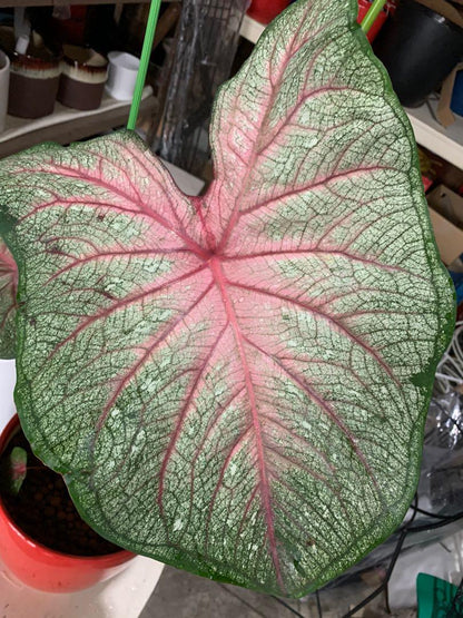 Summer Breeze Caladium (2 Bulbs) ** Preorder for Spring 2024 ** - Blue Buddha Farm