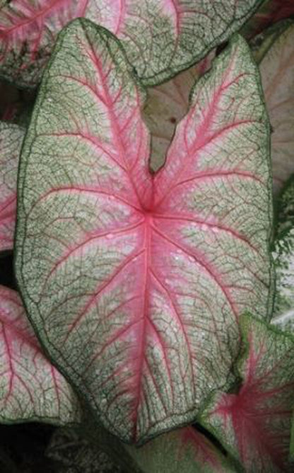 Summer Pink Caladium - Huge Cream White Leaves w/ Bleeding Pink Veins (2 Bulbs)