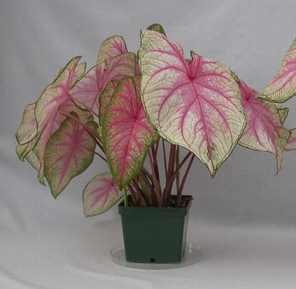 Summer Breeze Caladium (2 Bulbs) ** Preorder for Spring 2024 ** - Blue Buddha Farm