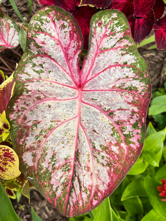 'Tapestry' Caladium – Striking Visual Contrast (2 Bulbs) - Blue Buddha Farm