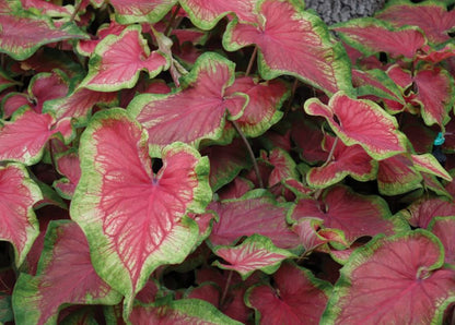 Tiki Torch Caladium (2 bulbs) ** Preorder for Spring 2024 ** - Blue Buddha Farm