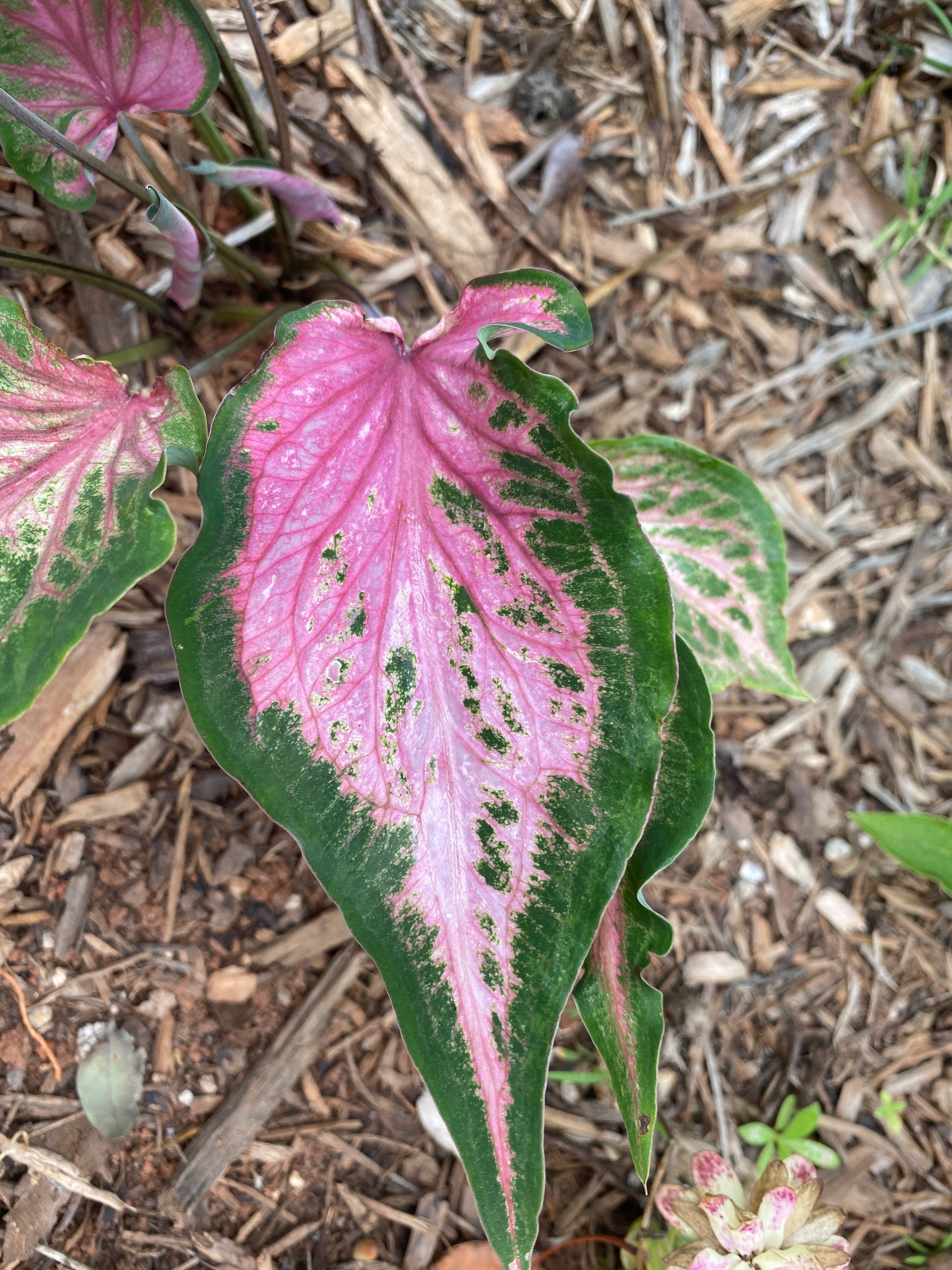 Va Va Violet Caladium (2 bulbs) ** Preorder for Spring 2024 ** - Blue Buddha Farm