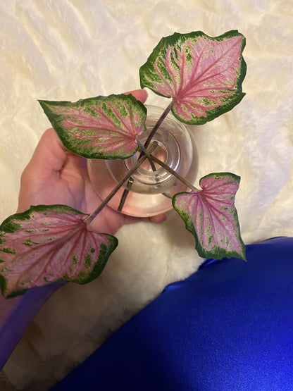 Va Va Violet Caladium (2 bulbs) ** Preorder for Spring 2024 ** - Blue Buddha Farm