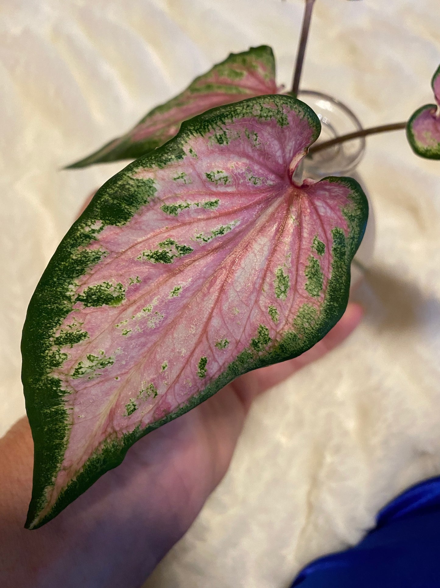 Va Va Violet Caladium (2 bulbs) ** Preorder for Spring 2024 ** - Blue Buddha Farm