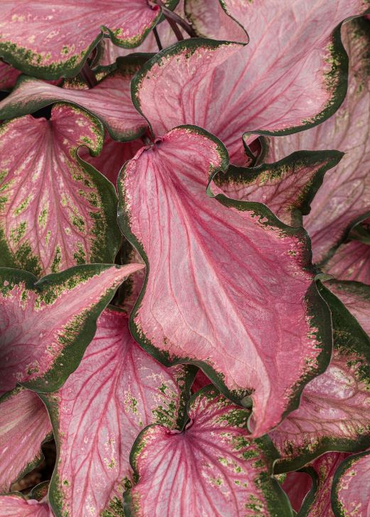 Va Va Violet Caladium (2 bulbs) ** Preorder for Spring 2024 ** - Blue Buddha Farm