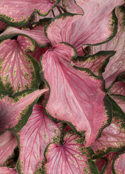 Va Va Violet Caladium (2 bulbs) ** Preorder for Spring 2024 ** - Blue Buddha Farm