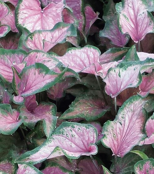 Va Va Violet Caladium (2 bulbs) ** Preorder for Spring 2024 ** - Blue Buddha Farm