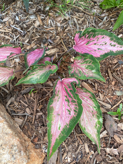 Va Va Violet Caladium (2 bulbs) ** Preorder for Spring 2024 ** - Blue Buddha Farm