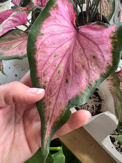 Va Va Violet Caladium (2 bulbs) ** Preorder for Spring 2024 ** - Blue Buddha Farm