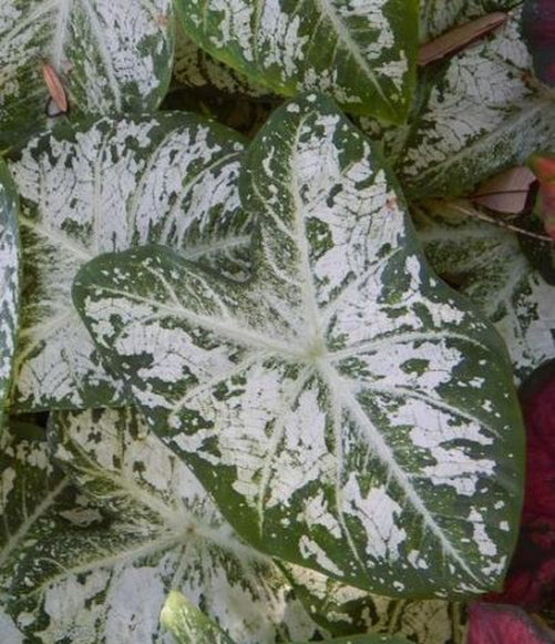 White Cap Caladium (2 bulbs)