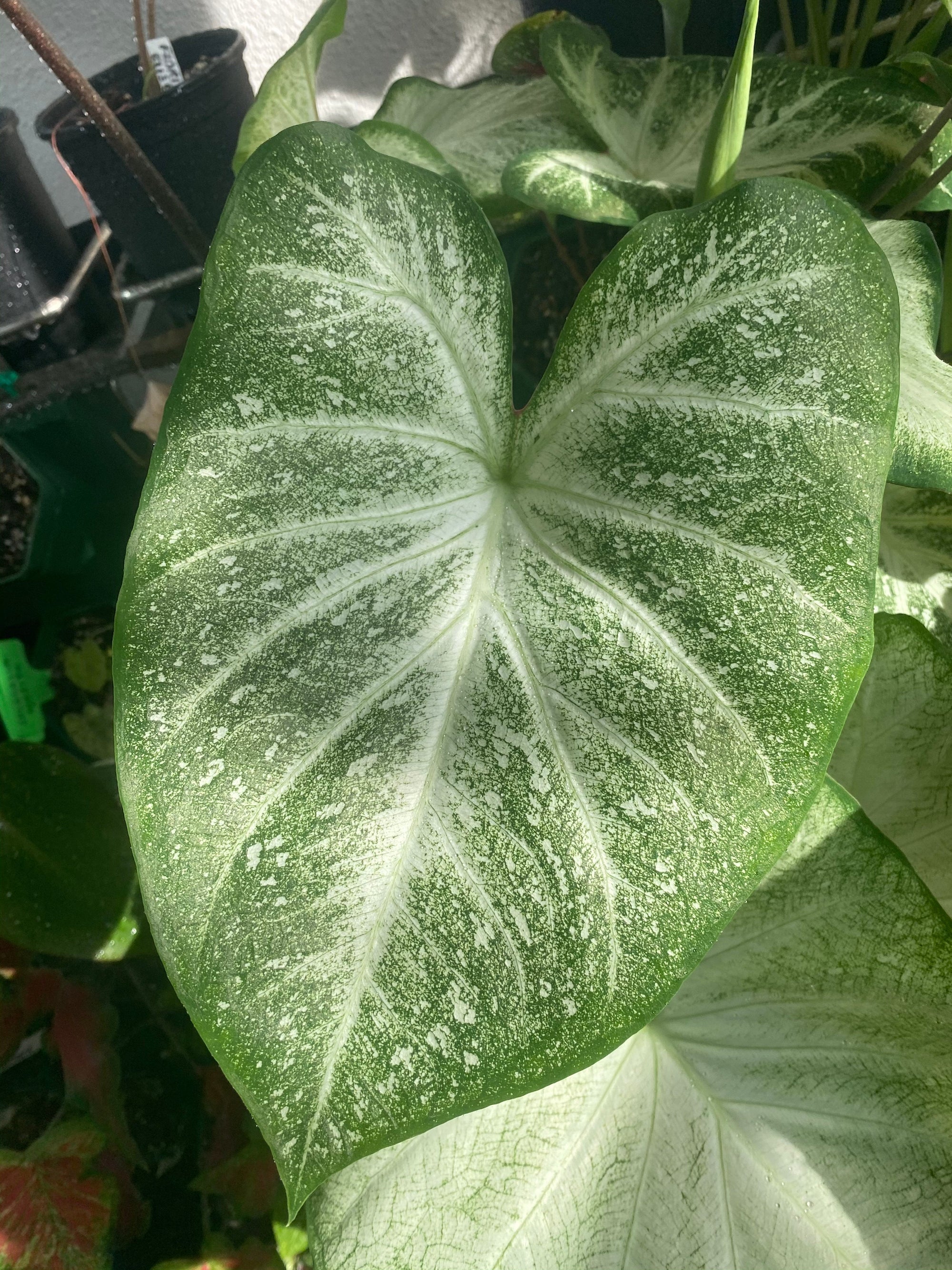 White Cap Caladium (2 bulbs)