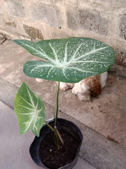 'White Cap' Caladium – Luminous Nighttime Elegance (2 Bulbs) - Blue Buddha Farm