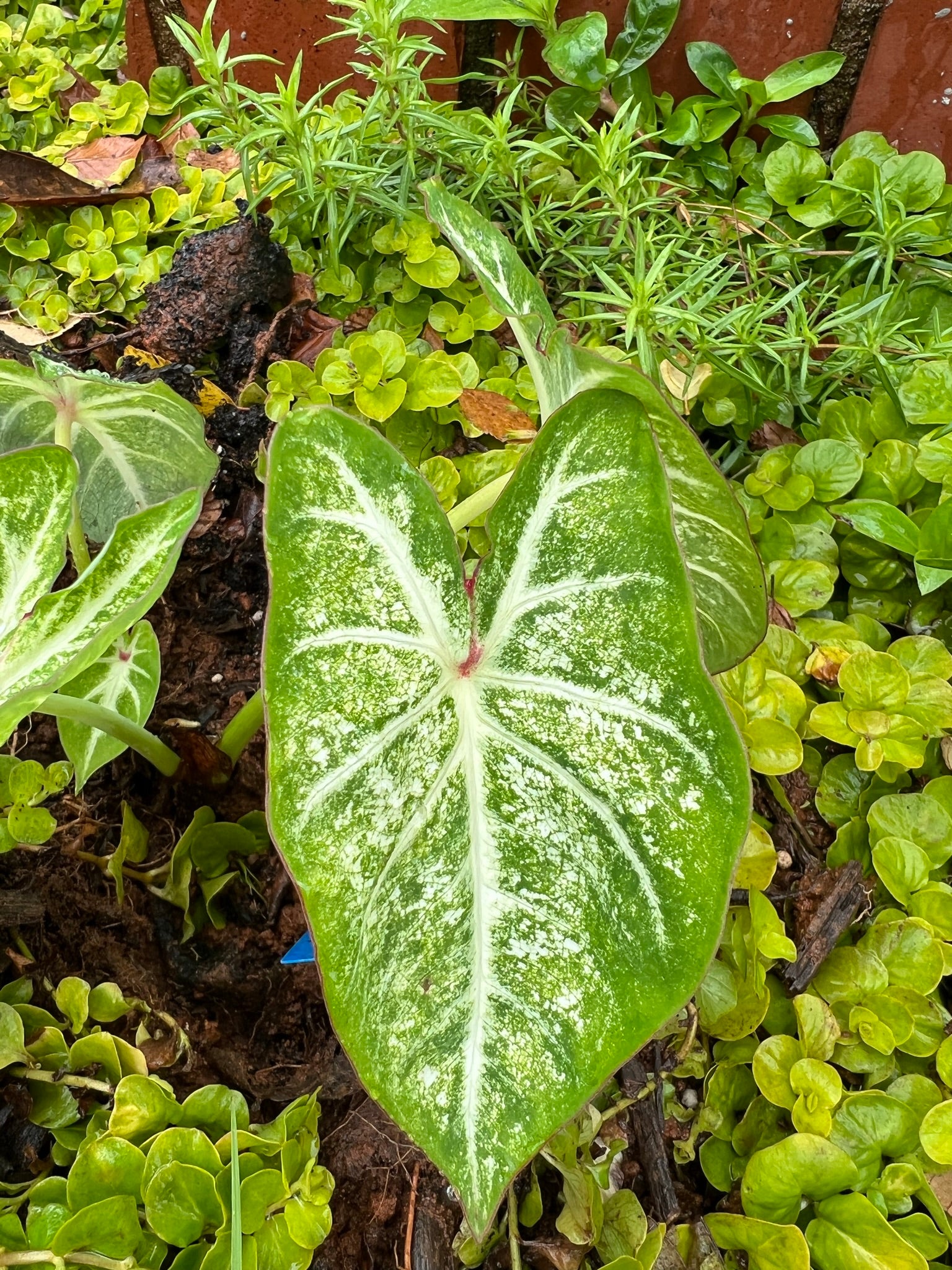 'White Cap' Caladium – Luminous Nighttime Elegance (2 Bulbs) - Blue Buddha Farm