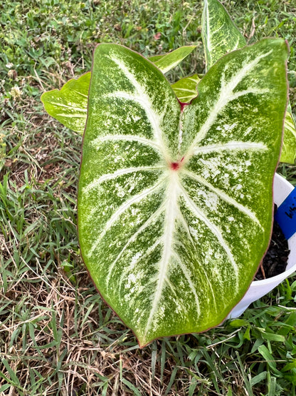 'White Cap' Caladium – Luminous Nighttime Elegance (2 Bulbs) - Blue Buddha Farm