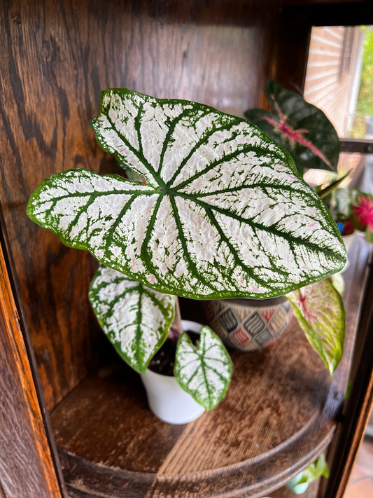 'White Christmas' Caladium – Serene Holiday Splendor (2 Bulbs) - Blue Buddha Farm