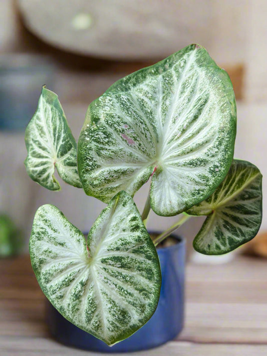 'White Diamond' Caladium – Pristine Mounding Beauty (2 Bulbs) - Blue Buddha Farm