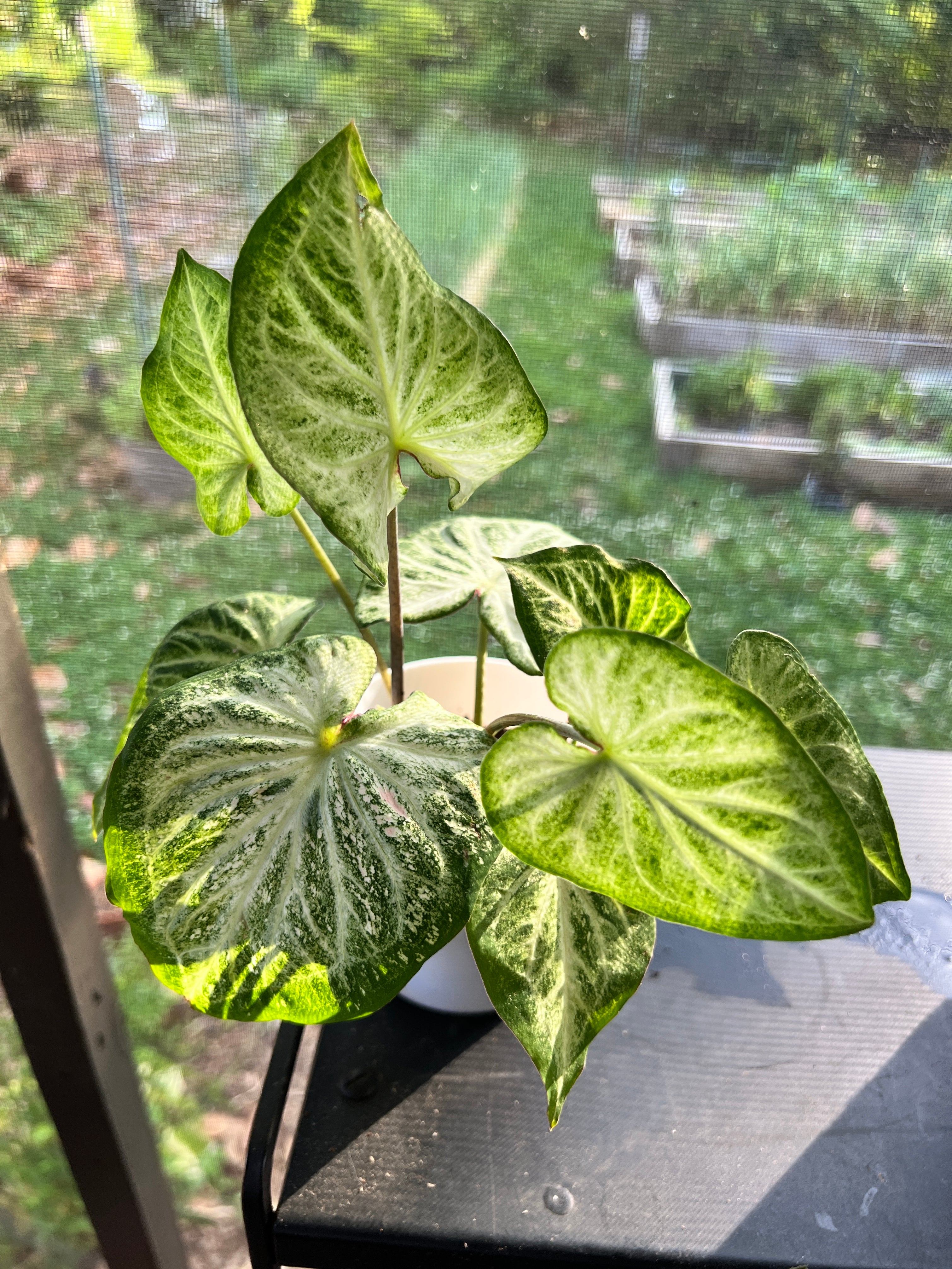 Caladium White Diamond - Blue Buddha Farm