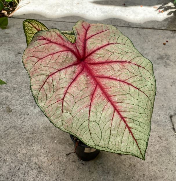 White Queen Caladium (2 Bulbs)  ** Preorder for Spring 2024 **