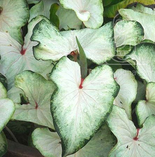 'White Wing' Caladium – Graceful White Elegance (2 Bulbs) - Blue Buddha Farm