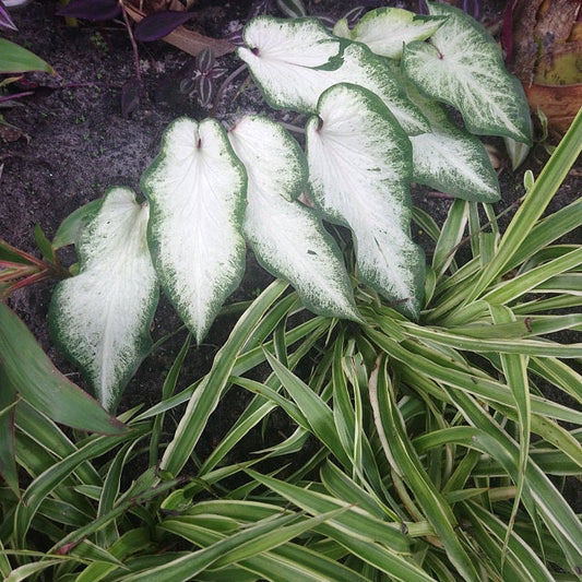 'White Wing' Caladium – Graceful White Elegance (2 Bulbs) - Blue Buddha Farm