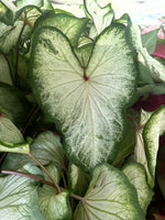 White Wing Caladium