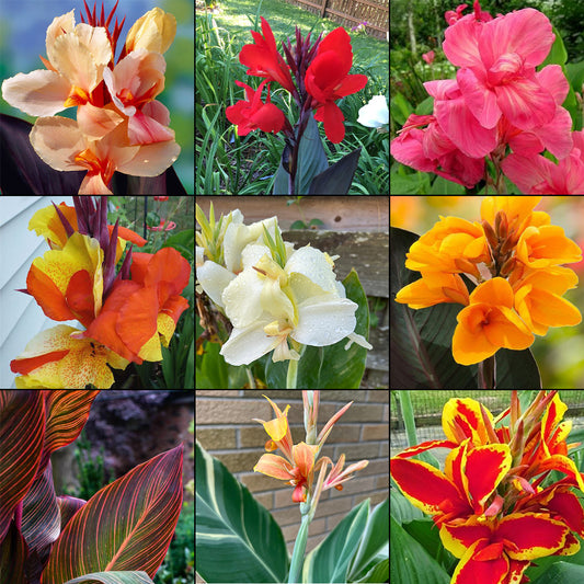 Canna Lily Mix - 3 Mixed Canna Bulbs - Blue Buddha Farm