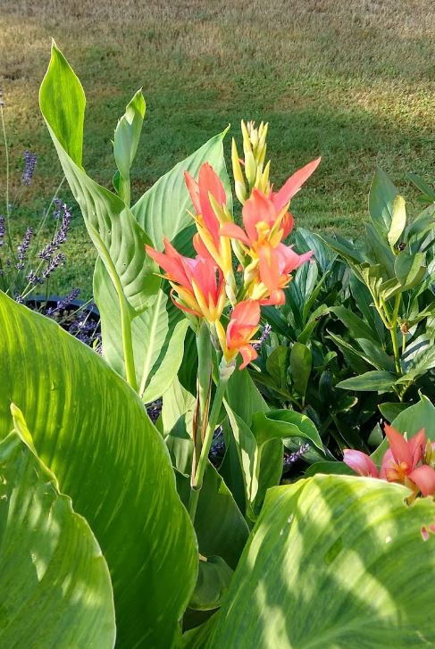 Apricot Frost Canna Lily Bulb - Blue Buddha Farm