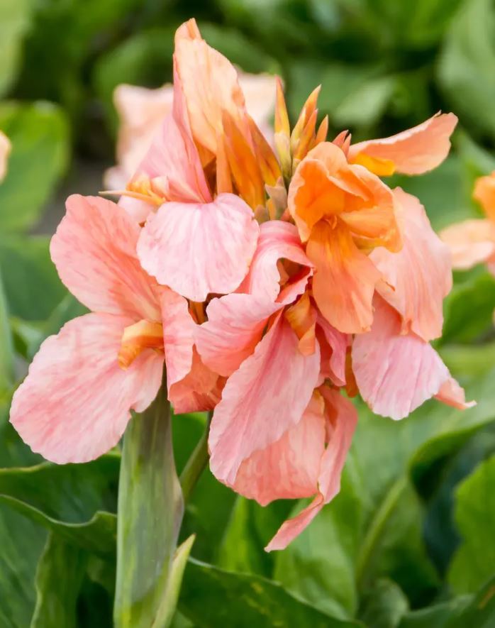 Apricot Frost Canna Lily Bulb - Blue Buddha Farm