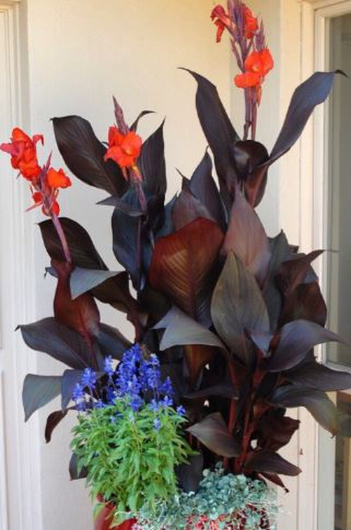 canna lily flower bulbs Tropicanna Black Knight Canna Lily