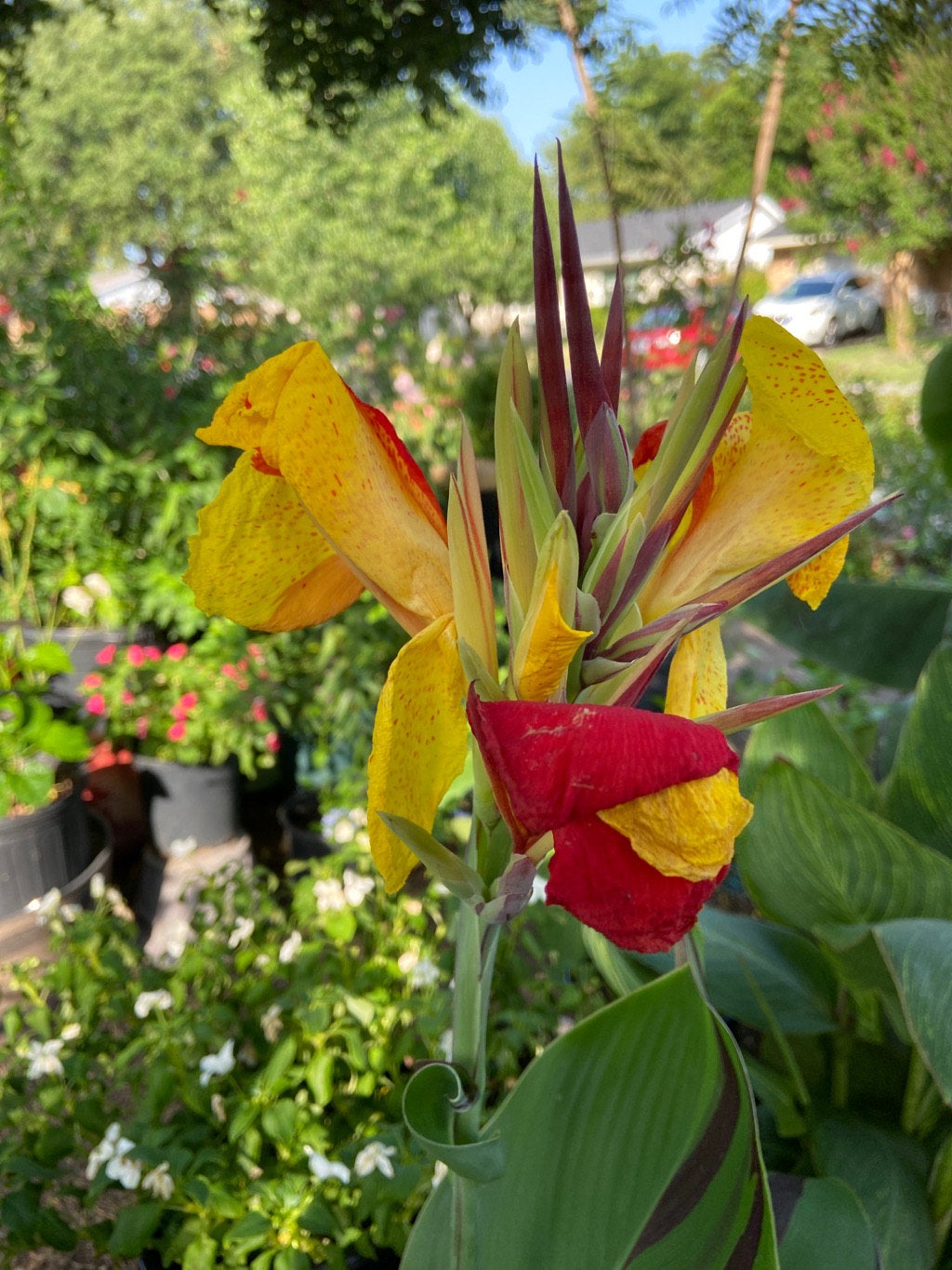 Cleopatra Canna Lily Bulb ** Preorder for Spring 2024 **