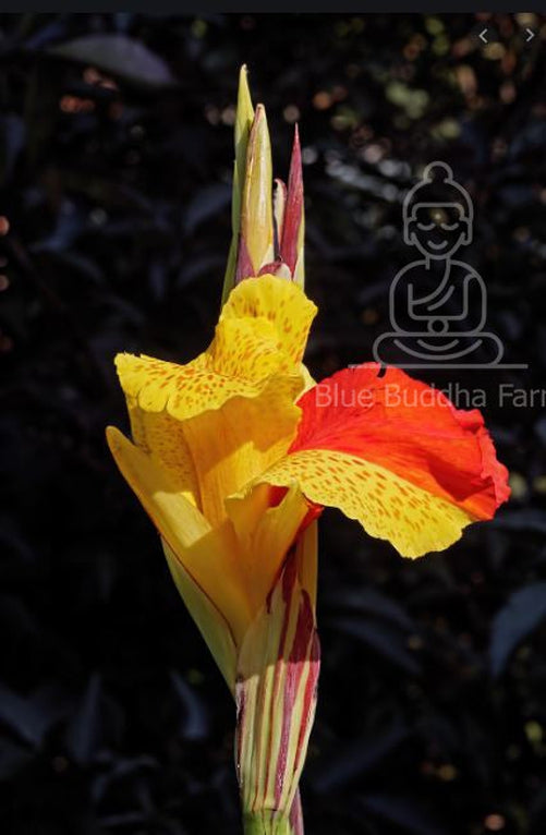 canna lily yellow flower Blue Buddha Farm: Cleopatra Canna Lily Bulb