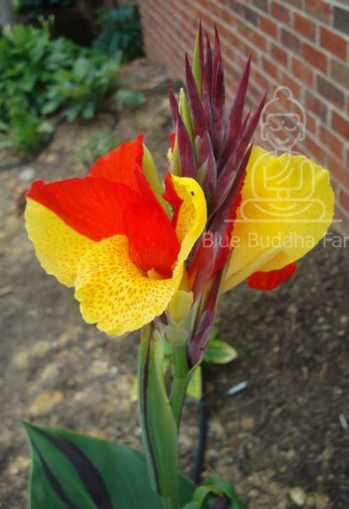 Cleopatra Canna Lily Bulb ** Preorder for Spring 2024 **