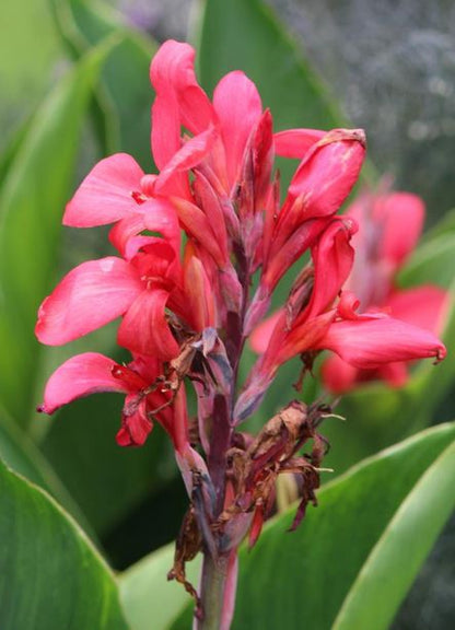 Giant Pink Crimson Canna Lily Bulb - Blue Buddha Farm