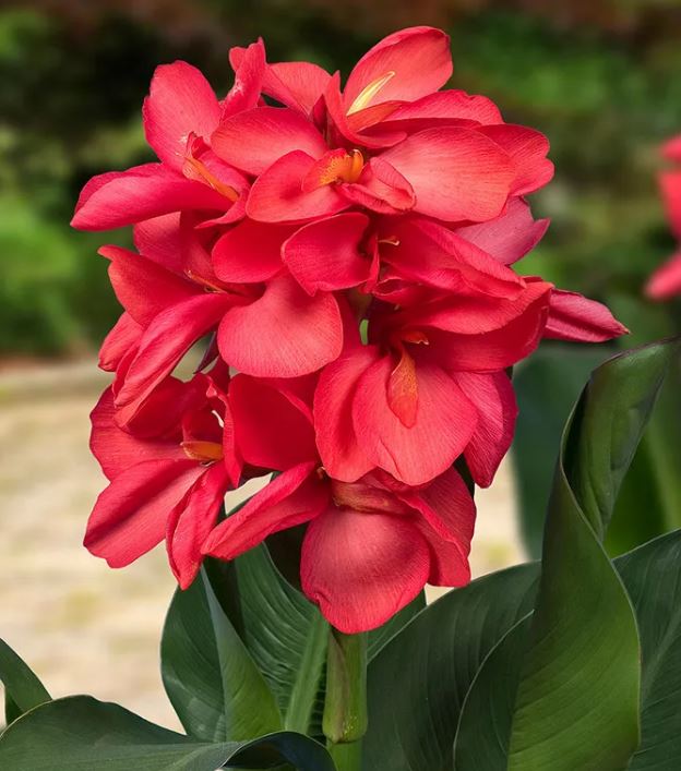 Happy Isabel Canna Lily Bulbs - Blue Buddha Farm