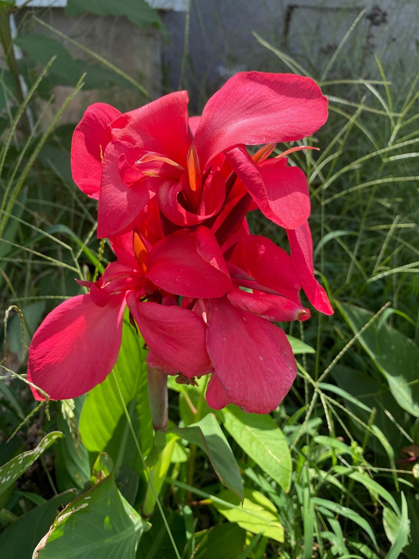 Happy Isabel Canna Lily Bulbs - Blue Buddha Farm