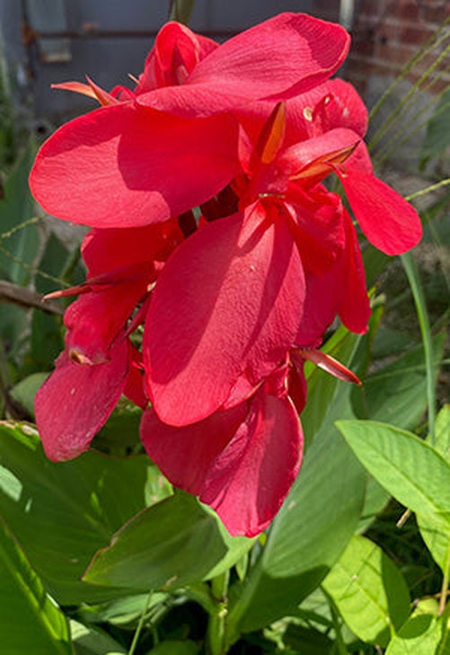 Happy Isabel Canna Lily Bulbs - Blue Buddha Farm