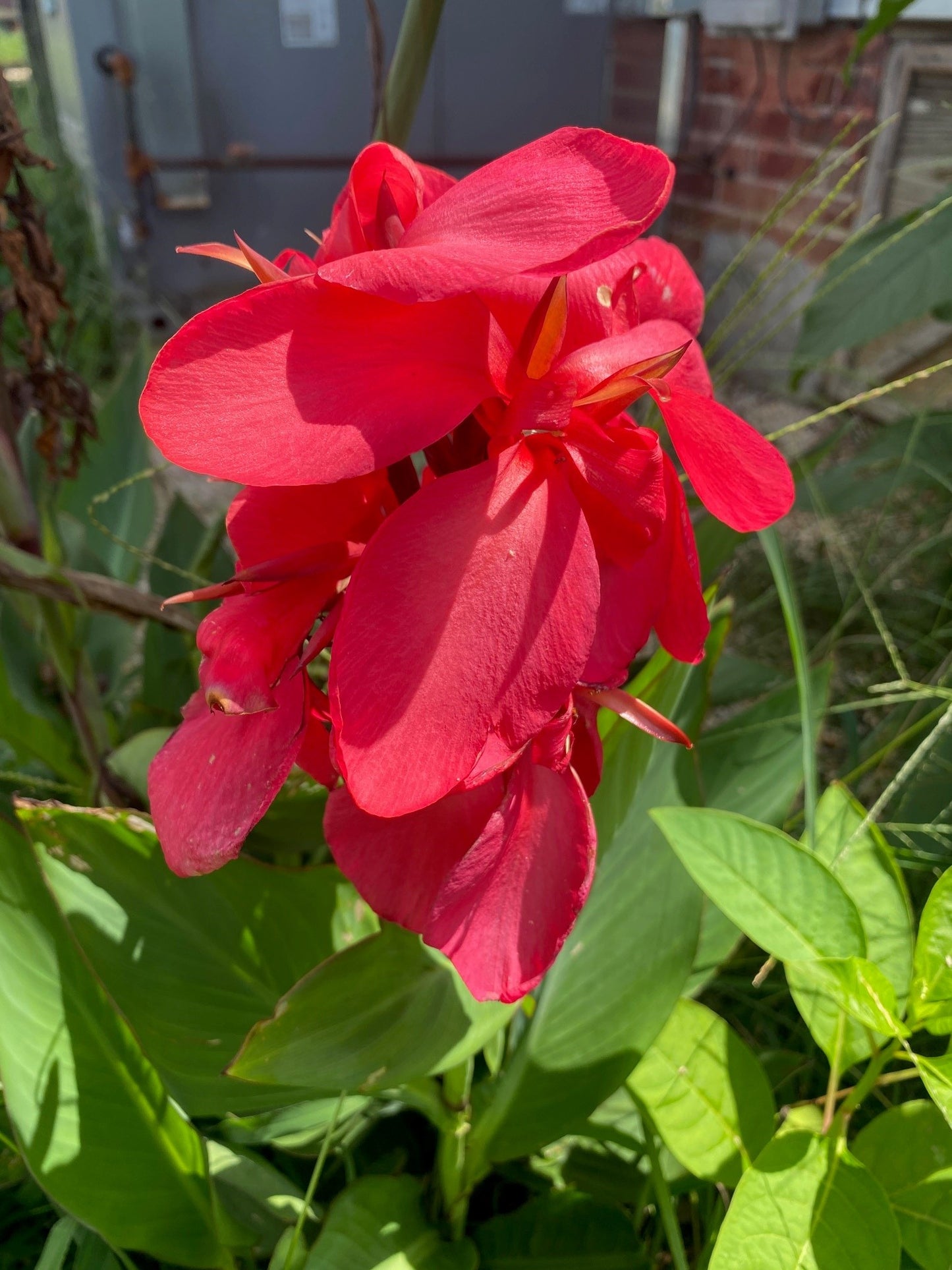 Happy Isabel Canna Lily Bulbs - Blue Buddha Farm