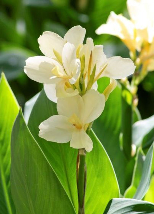 Moonshine Canna Lily in Bloom – Showcases exotic, near-white flowers with feathered edges in a summer garden setting.