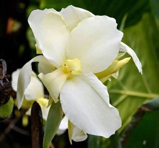 tropical white canna lily LIVE PLANT | Moonshine Canna Lily Plug | Rare and Limited