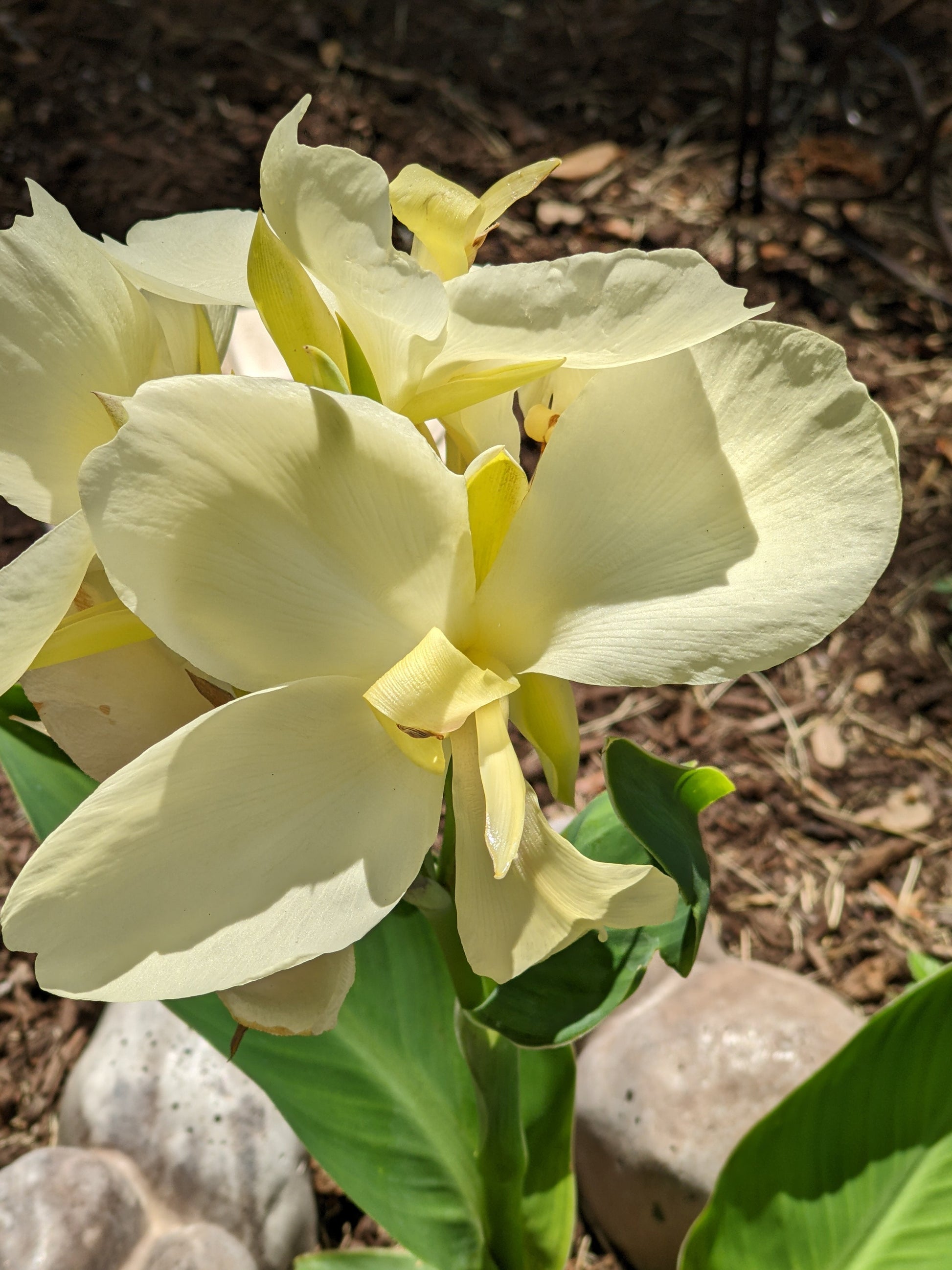 flower white canna lily LIVE PLANT | Moonshine Canna Lily Plug | Rare and Limited