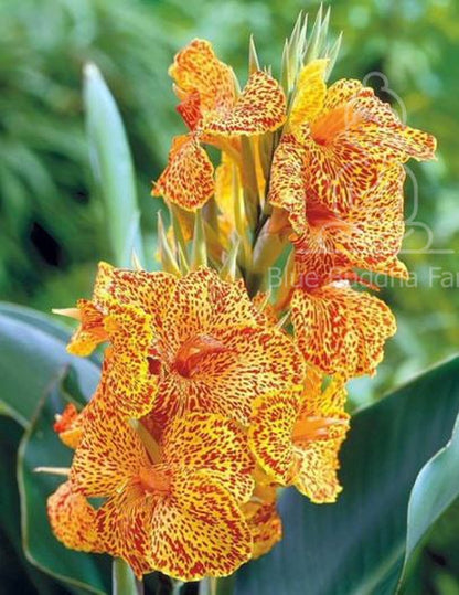 Picasso Canna Lily Bulb