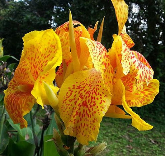 Picasso Canna Lily 